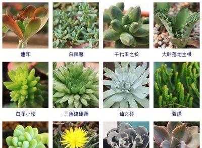 花友熬夜整理了100种多肉植物，十个阳台都盛不下！ - 图画吧TUHUABA