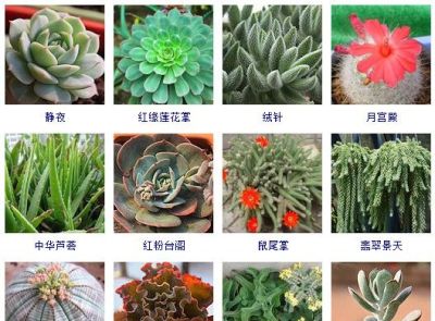 花友熬夜整理了100种多肉植物，十个阳台都盛不下！ - 图画吧TUHUABA