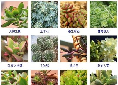 花友熬夜整理了100种多肉植物，十个阳台都盛不下！ - 图画吧TUHUABA