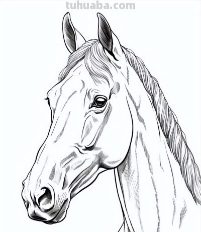 马年画马！马的简笔画线稿图 - 图画吧TUHUABA