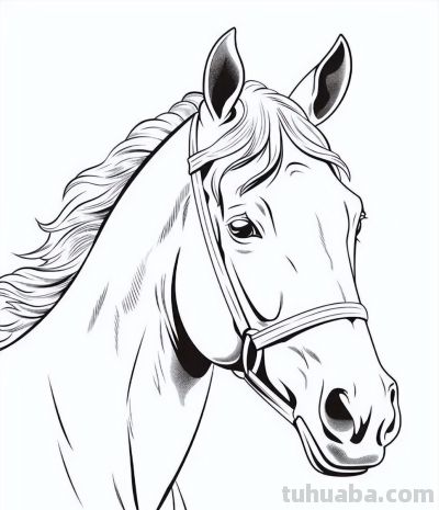 马年画马！马的简笔画线稿图 - 图画吧TUHUABA