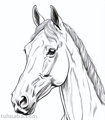 马年画马！马的简笔画线稿图 - 图画吧TUHUABA