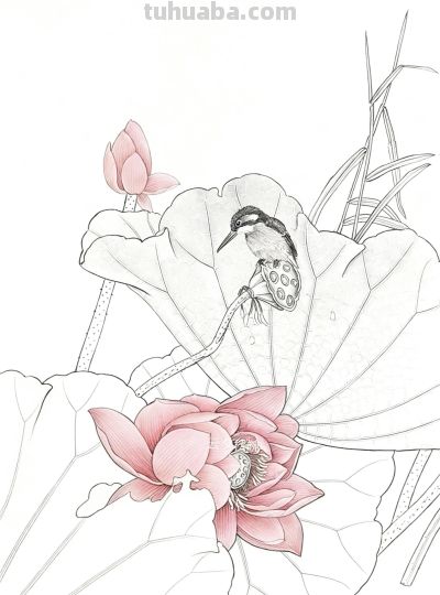 荷花素描：以线塑形，勾勒荷塘的清雅意趣 - 图画吧TUHUABA