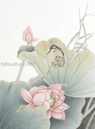 荷花素描：以线塑形，勾勒荷塘的清雅意趣 - 图画吧TUHUABA