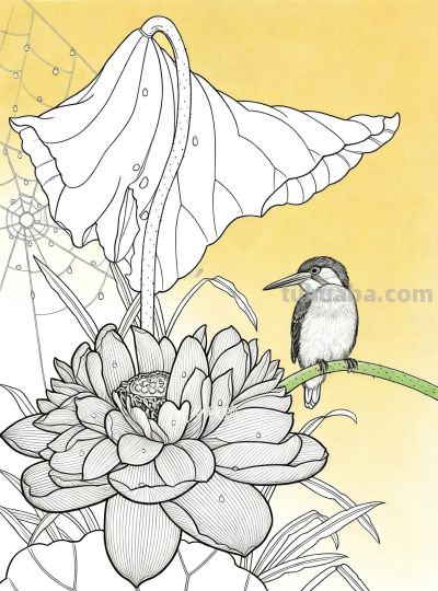 荷花素描：以线塑形，勾勒荷塘的清雅意趣 - 图画吧TUHUABA