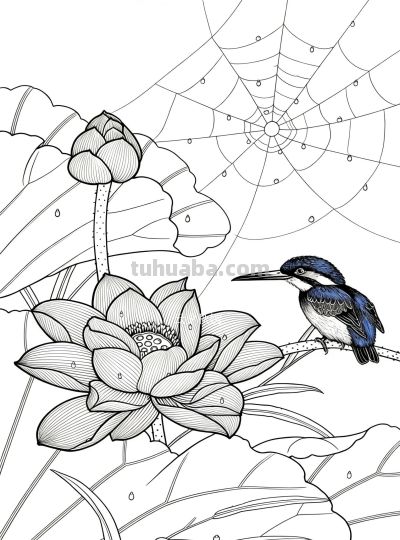 荷花素描：以线塑形，勾勒荷塘的清雅意趣 - 图画吧TUHUABA