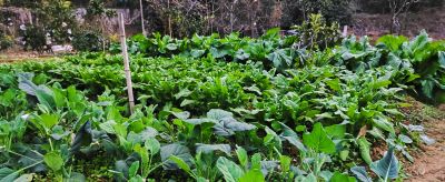 小寒到了，家庭蔬菜种植别放松，这3个工作重点别忽略 - 今日头条