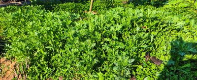 小寒到了,家庭蔬菜种植别放松,这3个工作重点别忽略 - 今日头条 小寒到了,家庭蔬菜种植别放松,这3个工作重点别忽略 - 图画吧TUHUABA