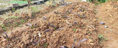 小寒到了,家庭蔬菜种植别放松,这3个工作重点别忽略 - 今日头条 小寒到了,家庭蔬菜种植别放松,这3个工作重点别忽略 - 图画吧TUHUABA