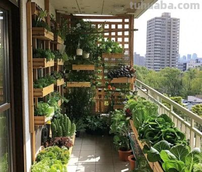 在家种3种“懒人菜”！阳台就能种，30天吃新鲜菜，省心不费劲 - 今日头条