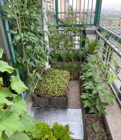 在家种3种“懒人菜”!阳台就能种,30天吃新鲜菜,省心不费劲 - 今日头条 在家种3种“懒人菜”!阳台就能种,30天吃新鲜菜,省心不费劲 - 图画吧TUHUABA