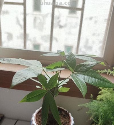 适合家庭阳台花园的有这50种植物 - 今日头条