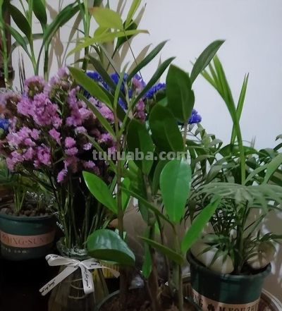 适合家庭阳台花园的有这50种植物 - 今日头条 适合家庭阳台花园的有这50种植物 - 图画吧TUHUABA