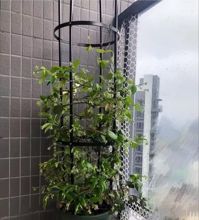 适合家庭阳台花园的有这50种植物 - 今日头条 适合家庭阳台花园的有这50种植物 - 图画吧TUHUABA