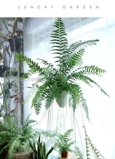 适合家庭阳台花园的有这50种植物 - 今日头条 适合家庭阳台花园的有这50种植物 - 图画吧TUHUABA