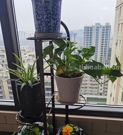 适合家庭阳台花园的有这50种植物 - 今日头条 适合家庭阳台花园的有这50种植物 - 图画吧TUHUABA