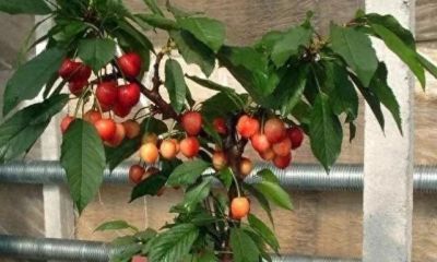 在家就能种的5种果，挂果率高，很好养，漂亮好吃，果子一串串 - 今日头条