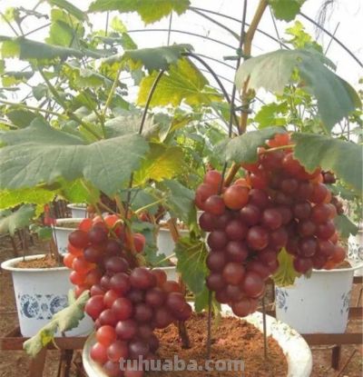 在家就能种的5种果,挂果率高,很好养,漂亮好吃,果子一串串 - 今日头条 在家就能种的5种果,挂果率高,很好养,漂亮好吃,果子一串串 - 图画吧TUHUABA