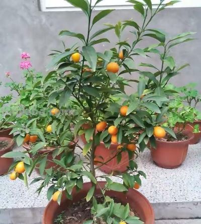 在家就能种的5种果,挂果率高,很好养,漂亮好吃,果子一串串 - 今日头条 在家就能种的5种果,挂果率高,很好养,漂亮好吃,果子一串串 - 图画吧TUHUABA