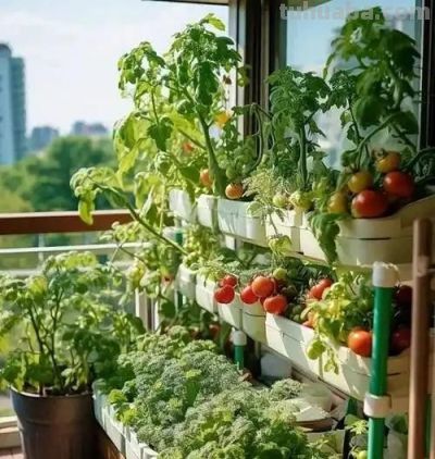 在家种菜不难!中老年人必看4个老经验,新手也能丰收 - 今日头条 在家种菜不难!中老年人必看4个老经验,新手也能丰收 - 图画吧TUHUABA