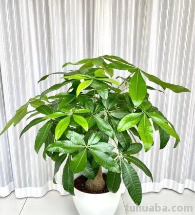 不服不行，和老花农学了“五句口诀”，养发财树太绝了 - 图画吧TUHUABA