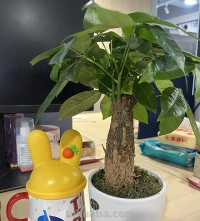 不服不行，和老花农学了“五句口诀”，养发财树太绝了 - 图画吧TUHUABA