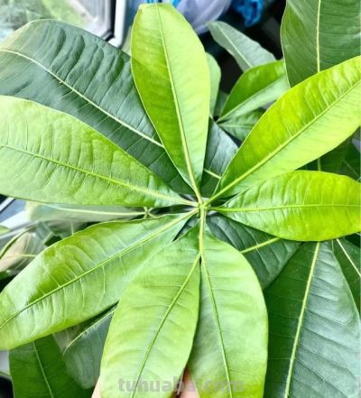 不服不行，和老花农学了“五句口诀”，养发财树太绝了 - 图画吧TUHUABA