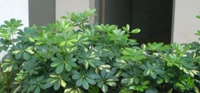 鹅掌发财树的养殖方法和注意事项 - 今日头条