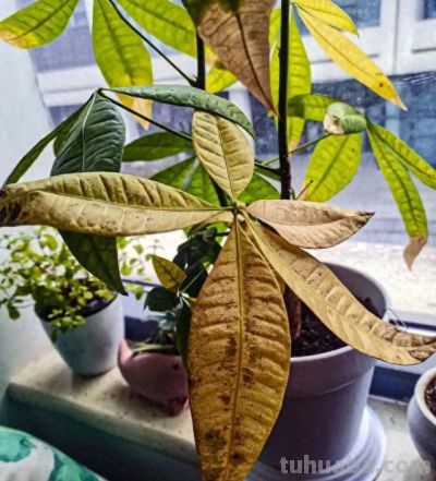 发财树有“5怕”，赶紧避开它，才能越养越旺，开花结果！ - 今日头条