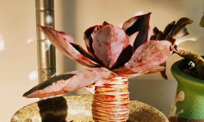 多肉冬日进行时！盘点几盆多肉 - 今日头条