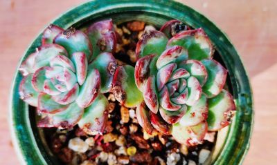 多肉冬日进行时！盘点几盆多肉 - 图画吧TUHUABA