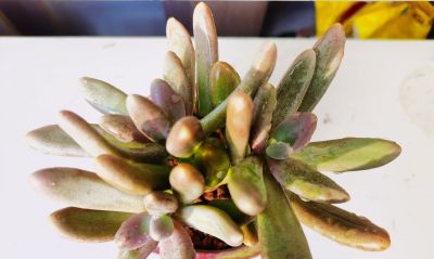 多肉冬日进行时！盘点几盆多肉 - 图画吧TUHUABA