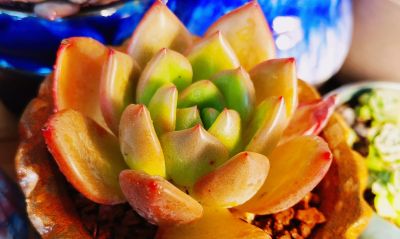 多肉冬日进行时！盘点几盆多肉 - 图画吧TUHUABA