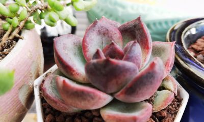 多肉冬日进行时！盘点几盆多肉 - 图画吧TUHUABA