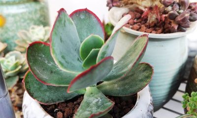 多肉冬日进行时！盘点几盆多肉 - 图画吧TUHUABA