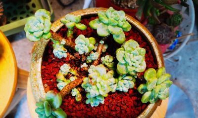 多肉冬日进行时！盘点几盆多肉 - 图画吧TUHUABA