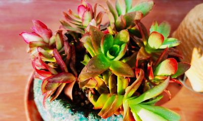 多肉冬日进行时！盘点几盆多肉 - 图画吧TUHUABA