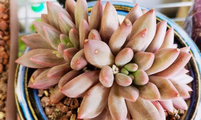 多肉冬日进行时！盘点几盆多肉 - 图画吧TUHUABA