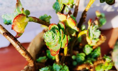 多肉冬日进行时！盘点几盆多肉 - 图画吧TUHUABA