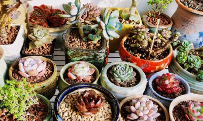 多肉冬日进行时！盘点几盆多肉 - 图画吧TUHUABA