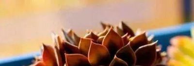 新手养多肉不翻车！16款好养易活品种，颜值还高 - 图画吧TUHUABA