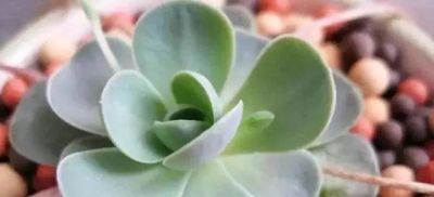 新手养多肉不翻车！16款好养易活品种，颜值还高 - 图画吧TUHUABA