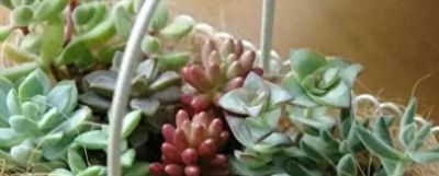 新手养多肉不翻车！16款好养易活品种，颜值还高 - 今日头条