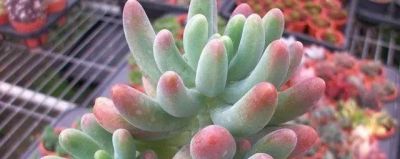 新手养多肉不翻车！16款好养易活品种，颜值还高 - 图画吧TUHUABA