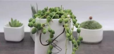 新手养多肉不翻车！16款好养易活品种，颜值还高 - 图画吧TUHUABA