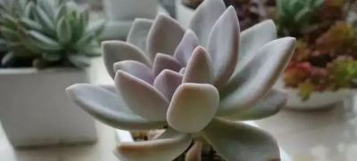 新手养多肉不翻车！16款好养易活品种，颜值还高 - 图画吧TUHUABA