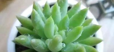 新手养多肉不翻车！16款好养易活品种，颜值还高 - 图画吧TUHUABA