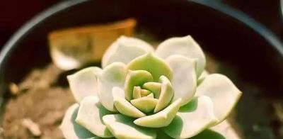 新手养多肉不翻车！16款好养易活品种，颜值还高 - 图画吧TUHUABA