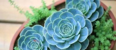 新手养多肉不翻车！16款好养易活品种，颜值还高 - 图画吧TUHUABA