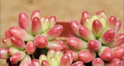 新手养多肉不翻车！16款好养易活品种，颜值还高 - 图画吧TUHUABA